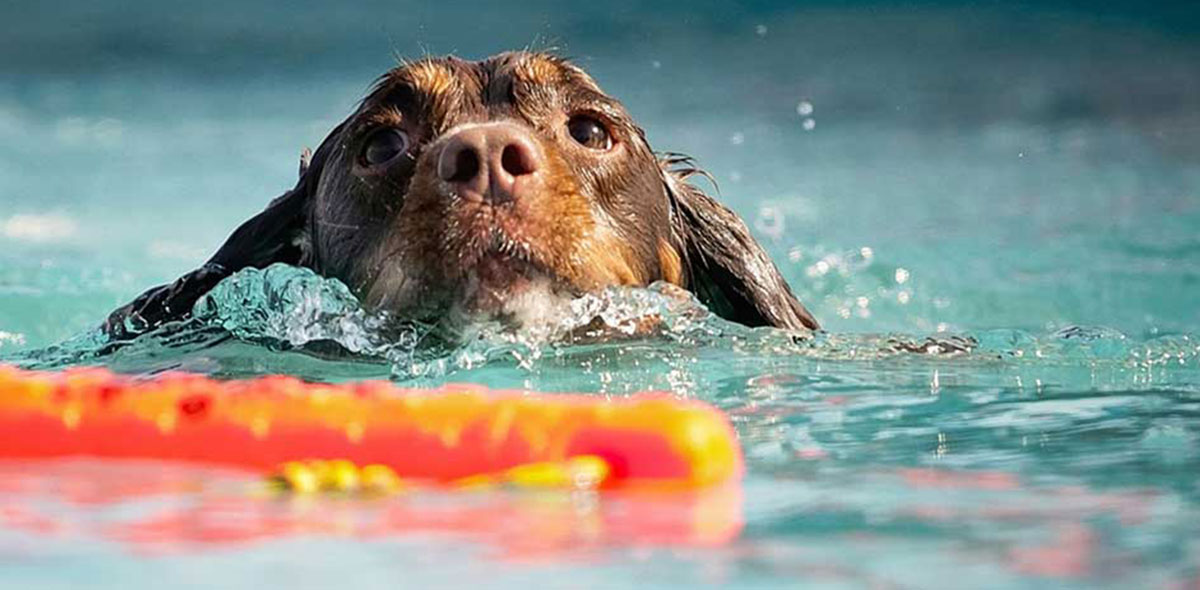 Dog swmming with toy in mouth